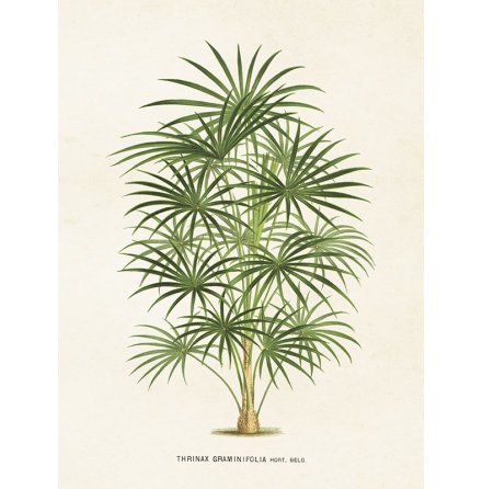 Poster vintage palm, 18x24 cm Sk�na Ting