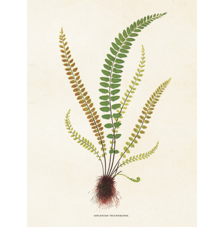 Poster vintage svartbr�ken, 18x24 cm Sk�na Ting