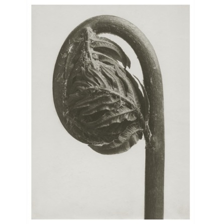Art Print Blossfeldt, Osmunda regalis ,18 x 24 cm Sk�na Ting