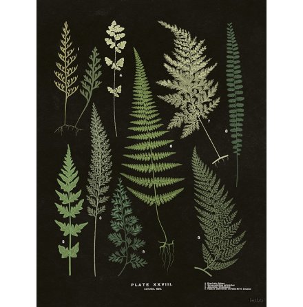Poster vintage ormbunksblad svart, 18x24 cm Sk�na Ting