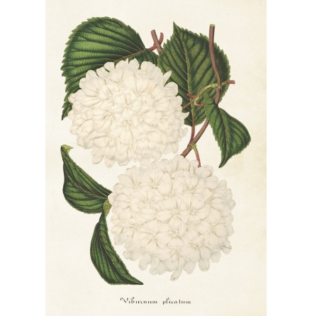 Poster vintage japansk sn�bollsbuske, 35x50 cm Sk�na Ting