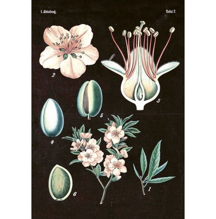 Poster vintage mandel-svart, 35x50 cm Sk�na Ting