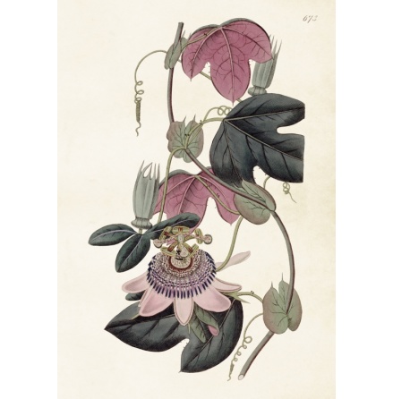 Poster vintage passionsblomma, 35x50 cm Sk�na Ting