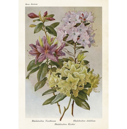 Poster/affisch i strl 35x50 cm, vintage collection med�rhododendron�fr�n Sk�na Ting.