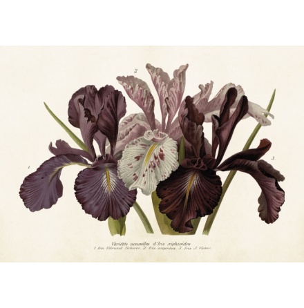 Poster vintage iris, 70x 50 cm Sk�na Ting