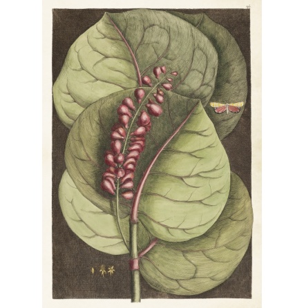 Poster vintage coccoloba, 50x70 cm Sk�na Ting