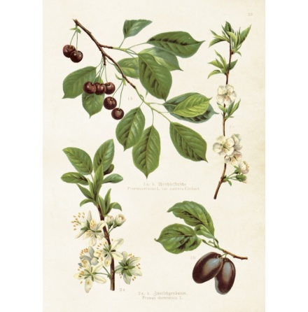 Poster vintage k�rsb�r &amp; plommon, 50x70 cm Sk�na Ting