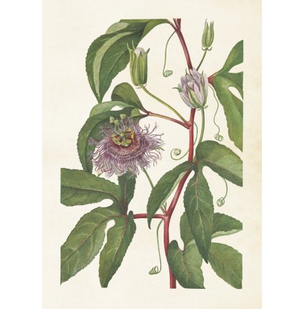 Poster vintage passionsblomma, 50x70 cm Sk�na Ting