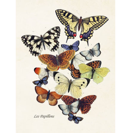 Poster vintage fj�rilar 18x24 cm Sk�na Ting