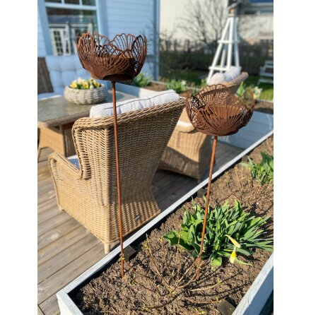 Marschallh�llare Ginkgo ELgarden